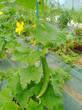 concombre sur son plant