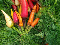 carottes bottes multicolores