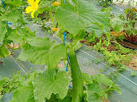 concombre sur son plant