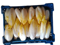 endives crues